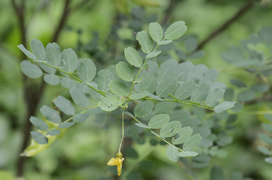 Colutea arborescens